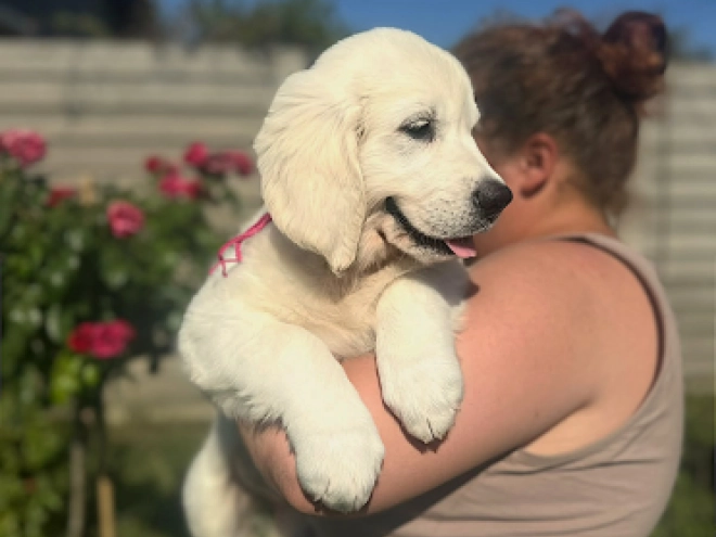 Golden Retriever puppy for sale