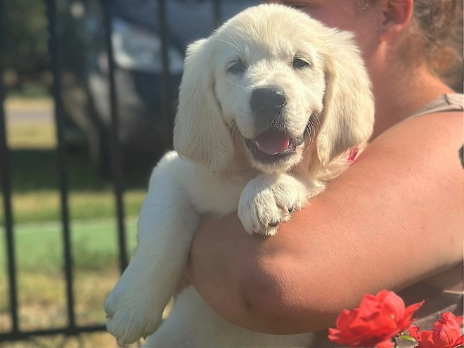 Golden Retriever puppy for sale