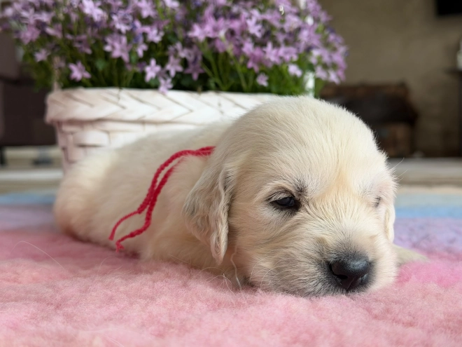 Perros Golden Retriever en venta