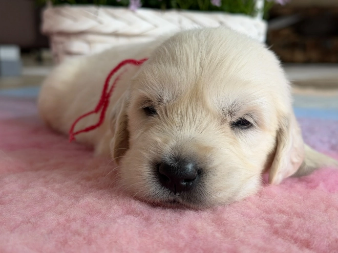Perros Golden Retriever en venta