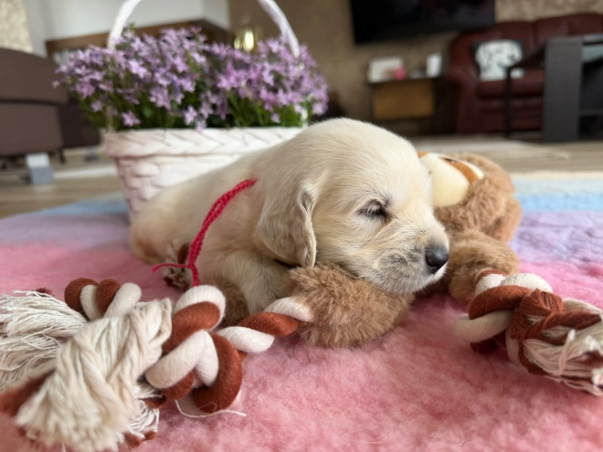 Perros Golden Retriever en venta