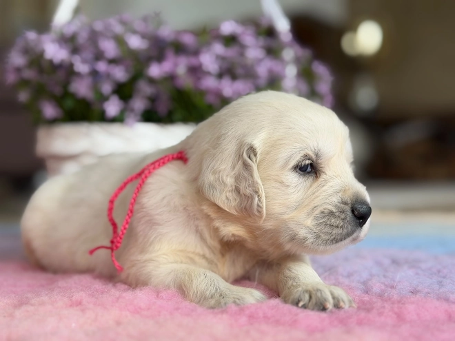 Perros Golden Retriever en venta