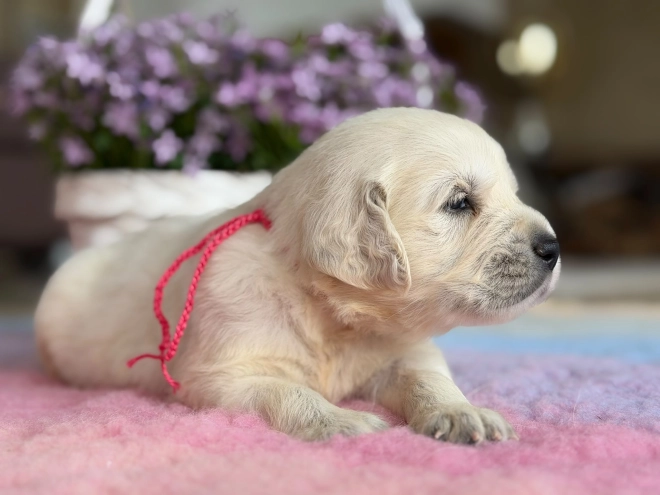 Perros Golden Retriever en venta