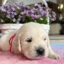 Poppy, cream Golden Retriever for sale