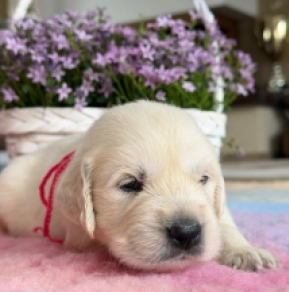 Perros Golden Retriever en venta