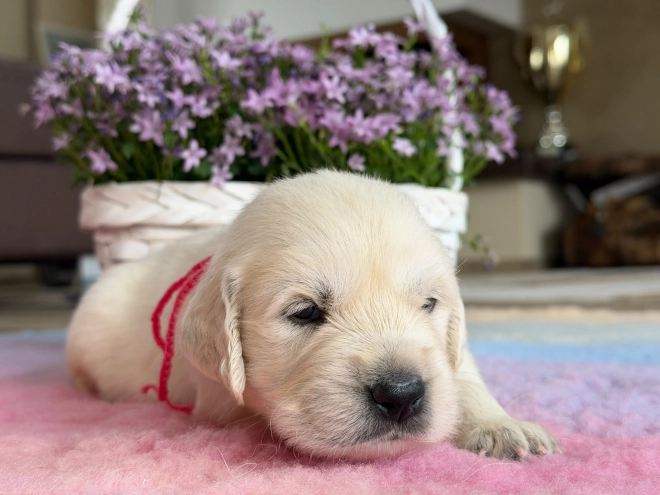 Perros Golden Retriever en venta