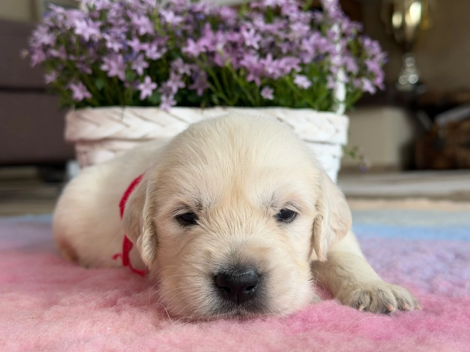 Perros Golden Retriever en venta