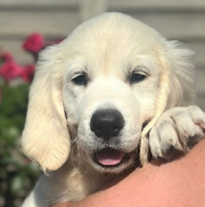 Poppy, cream Golden Retriever for sale