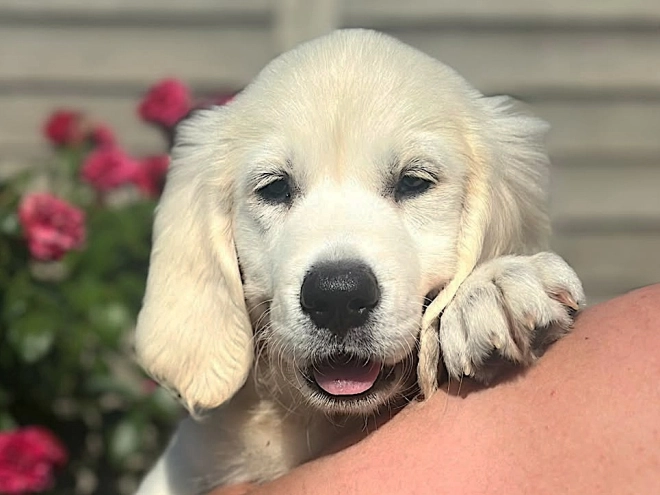 Golden Retriever puppy for sale