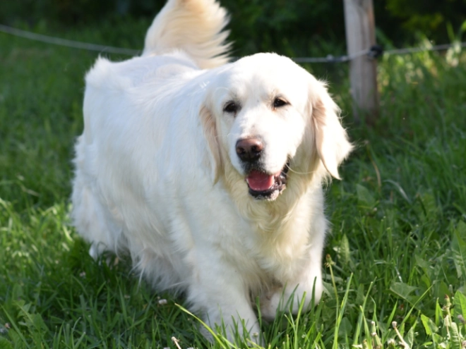 Perros Golden Retriever en venta