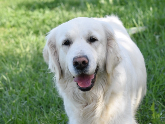 Perros Golden Retriever en venta