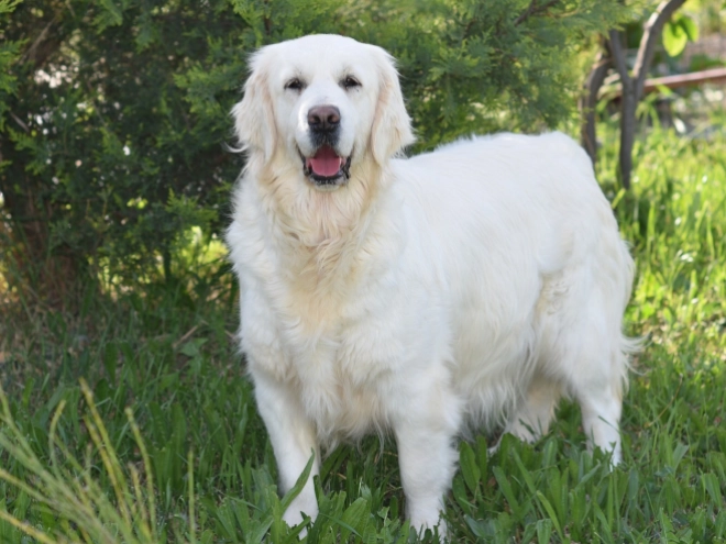Perros Golden Retriever en venta