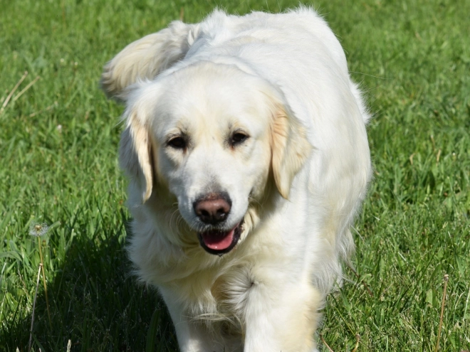 Perros Golden Retriever en venta