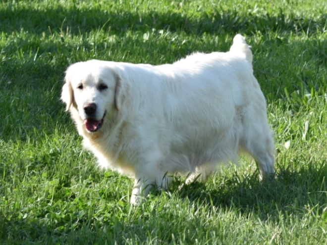 Perros Golden Retriever en venta