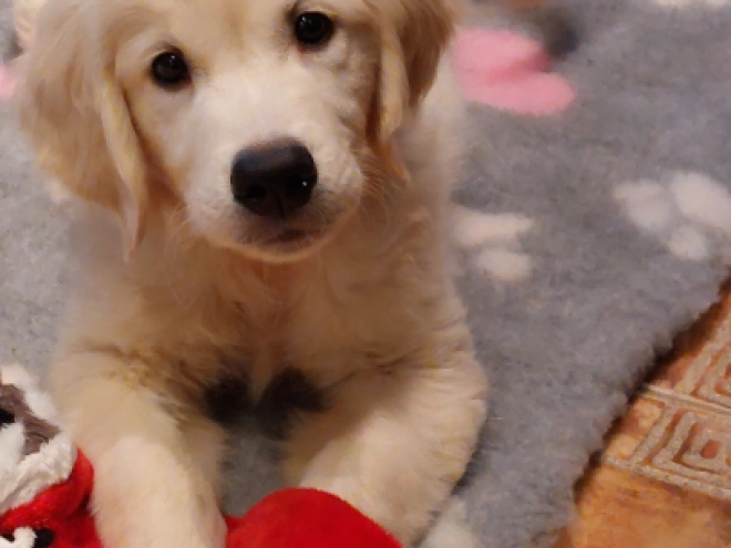 Perros Golden Retriever en venta