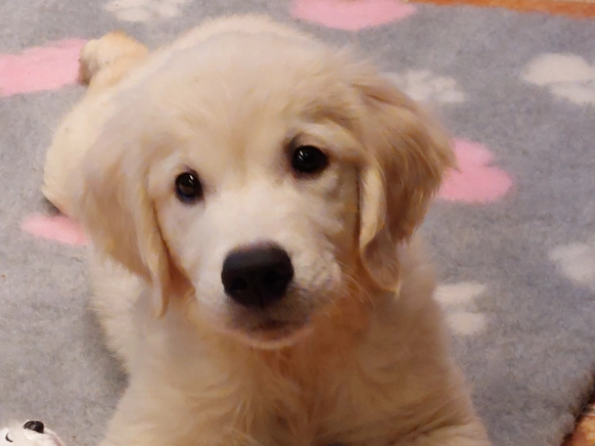 Perros Golden Retriever en venta