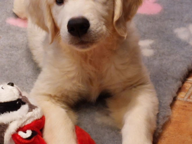 Perros Golden Retriever en venta