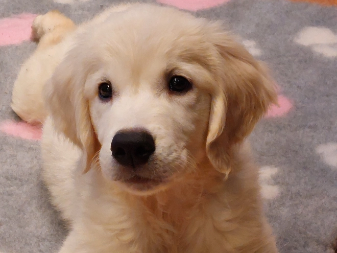 Perros Golden Retriever en venta