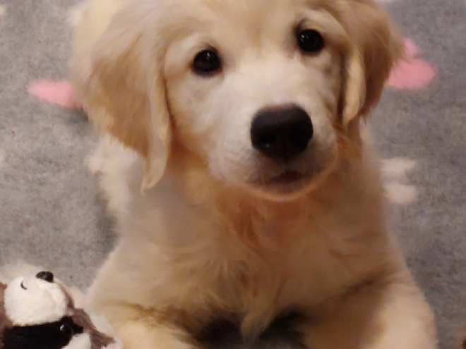 Perros Golden Retriever en venta