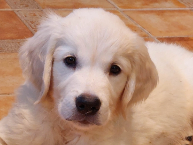 Perros Golden Retriever en venta