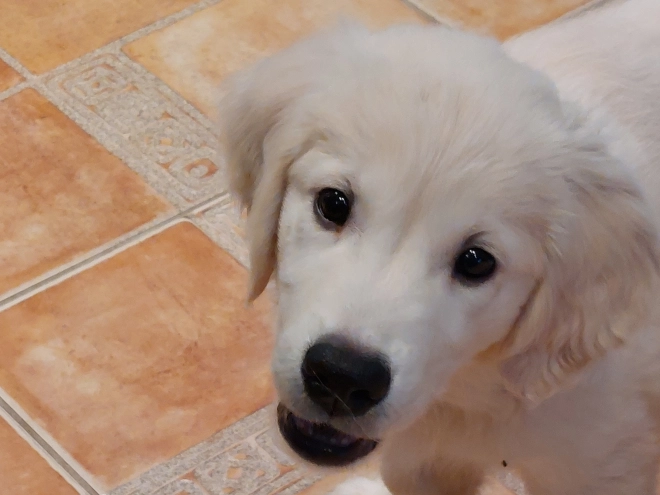 Perros Golden Retriever en venta