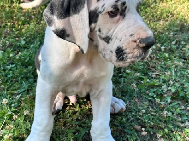 Deutsche Dogge Welpe kaufen