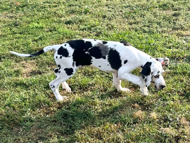 Deutsche Dogge Welpe kaufen