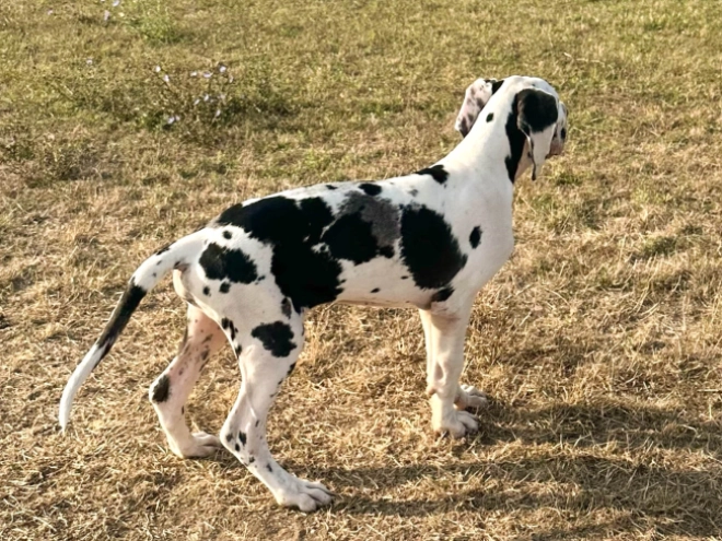Deutsche Dogge Welpe kaufen