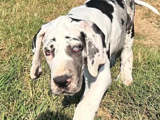 Deutsche Dogge Welpe kaufen