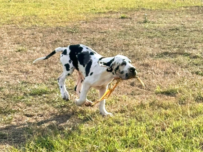 Deutsche Dogge Welpe kaufen