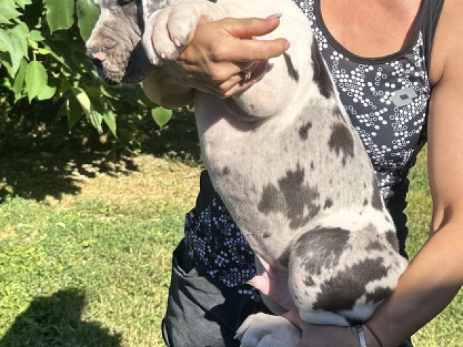 Deutsche Dogge Welpe kaufen