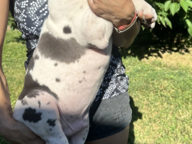 Deutsche Dogge Welpe kaufen