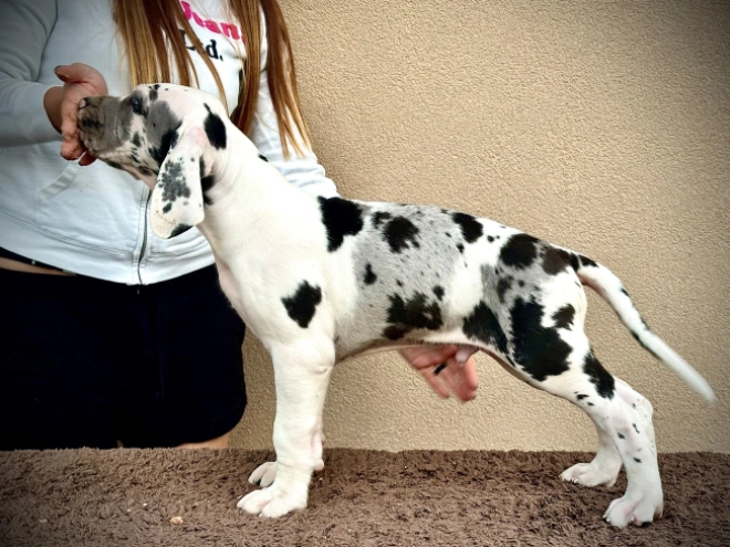 Deutsche Dogge Welpe kaufen