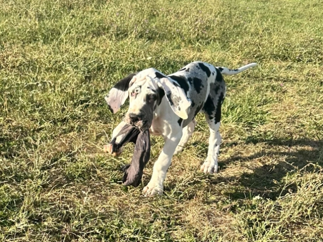 Deutsche Dogge Welpe kaufen