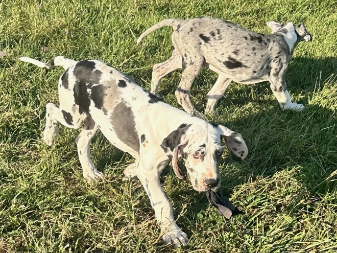 Deutsche Dogge Welpe kaufen
