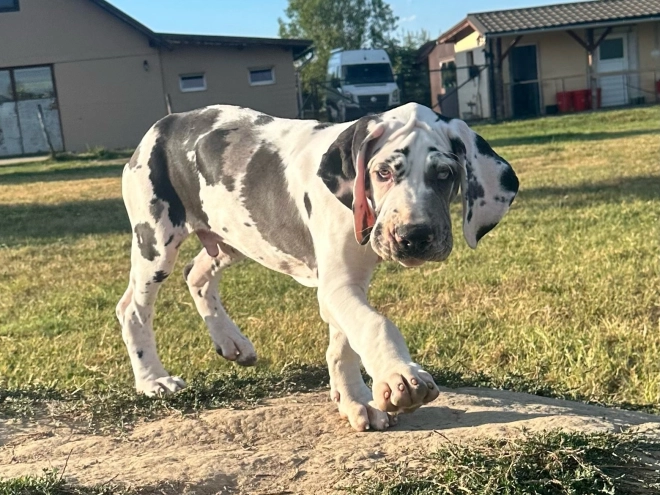 Deutsche Dogge Welpe kaufen