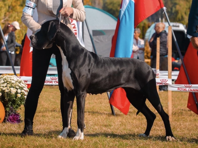 Deutsche Dogge Welpe kaufen