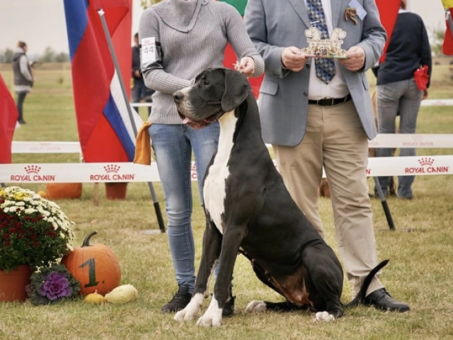 Deutsche Dogge Welpe kaufen