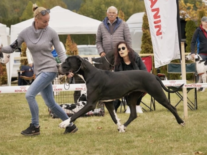 Deutsche Dogge Welpe kaufen