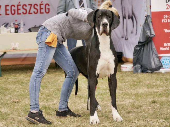 Deutsche Dogge Welpe kaufen
