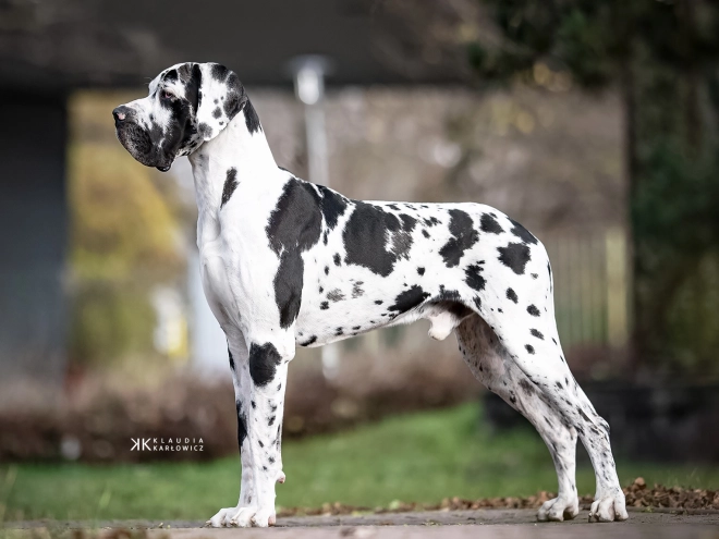Deutsche Dogge Welpe kaufen