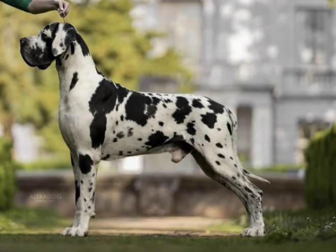 Deutsche Dogge Welpe kaufen