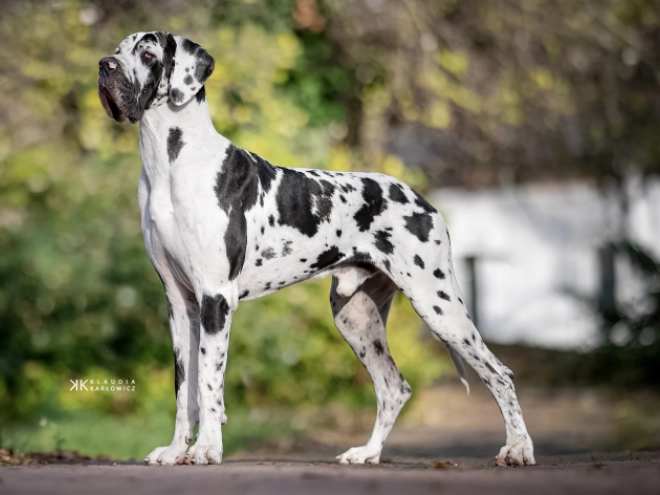 Deutsche Dogge Welpe kaufen