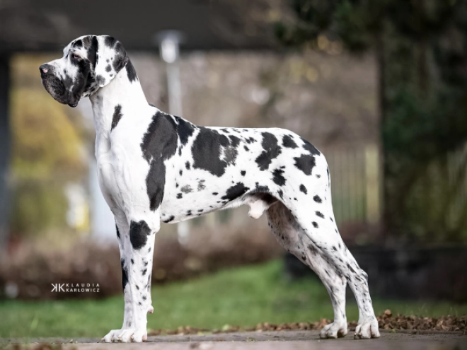 Deutsche Dogge Welpe kaufen