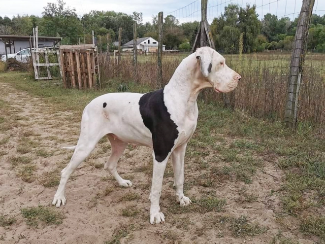 Deutsche Dogge Welpe kaufen