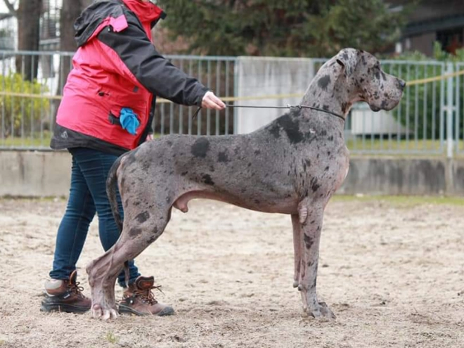 Deutsche Dogge Welpe kaufen