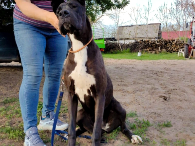 Deutsche Dogge Welpe kaufen