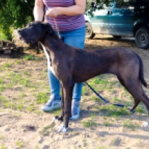 Amy, black Gran Danés en venta