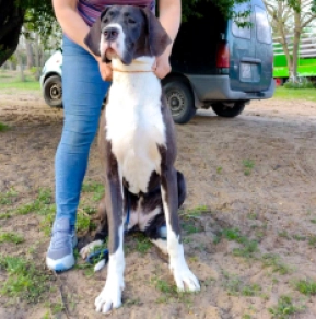 Deutsche Dogge Welpe kaufen