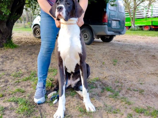 Deutsche Dogge Welpe kaufen